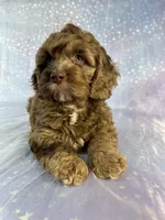 Male cockapoo 2315, a male Cockapoo for sale in Joice, IA – 4 of 10