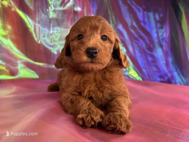 Female Mini Goldendoodle 2343 – Miniature Goldendoodle puppy for sale in Joice, IA