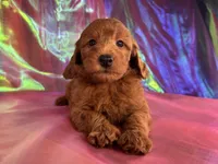 Female Mini Goldendoodle 2343, a female Miniature Goldendoodle for sale in Joice, IA – 1 of 9