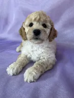 Male Bichon Poo 2306 , a male Cockapoo for sale in Joice, IA – 2 of 10