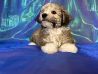 Schnoodle male 2344 , a male Schnoodle for sale in Joice, IA – 7 of 9