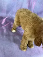 Male cockapoo , a male Cockapoo for sale in Joice, IA – 2 of 5