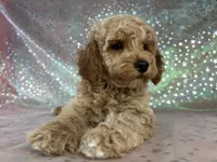 Male Bichon poo 2340, a male Bichpoo for sale in Joice, IA – 4 of 8