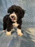 Male Schnoodle 2347, a male Schnoodle for sale in Joice, IA – 4 of 9