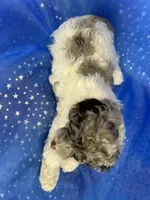 Female Cockapoo 2314, a female Cockapoo for sale in Joice, IA – 10 of 10