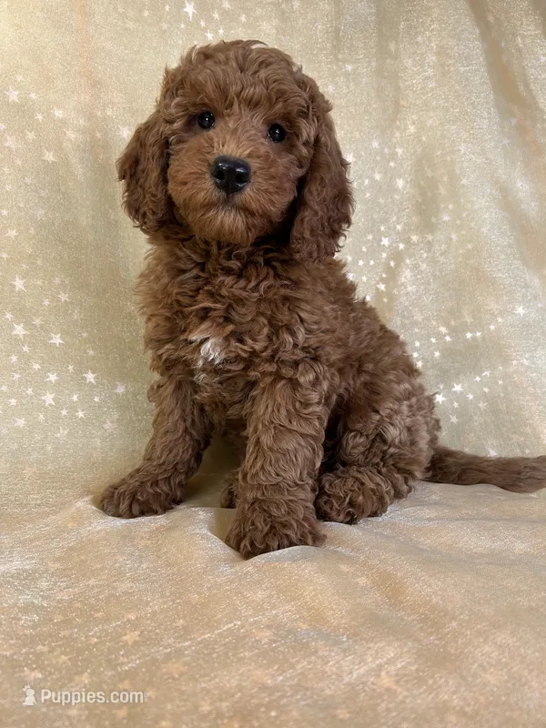 Male mini Goldendoodle 2301  – Miniature Goldendoodle puppy for sale in Joice, IA