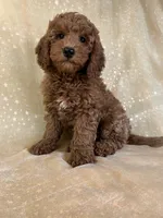 Male mini Goldendoodle 2301 , a male Miniature Goldendoodle for sale in Joice, IA – 1 of 4