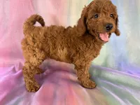 Female Mini Goldendoodle 2329, a female Miniature Goldendoodle for sale in Joice, IA – 8 of 10
