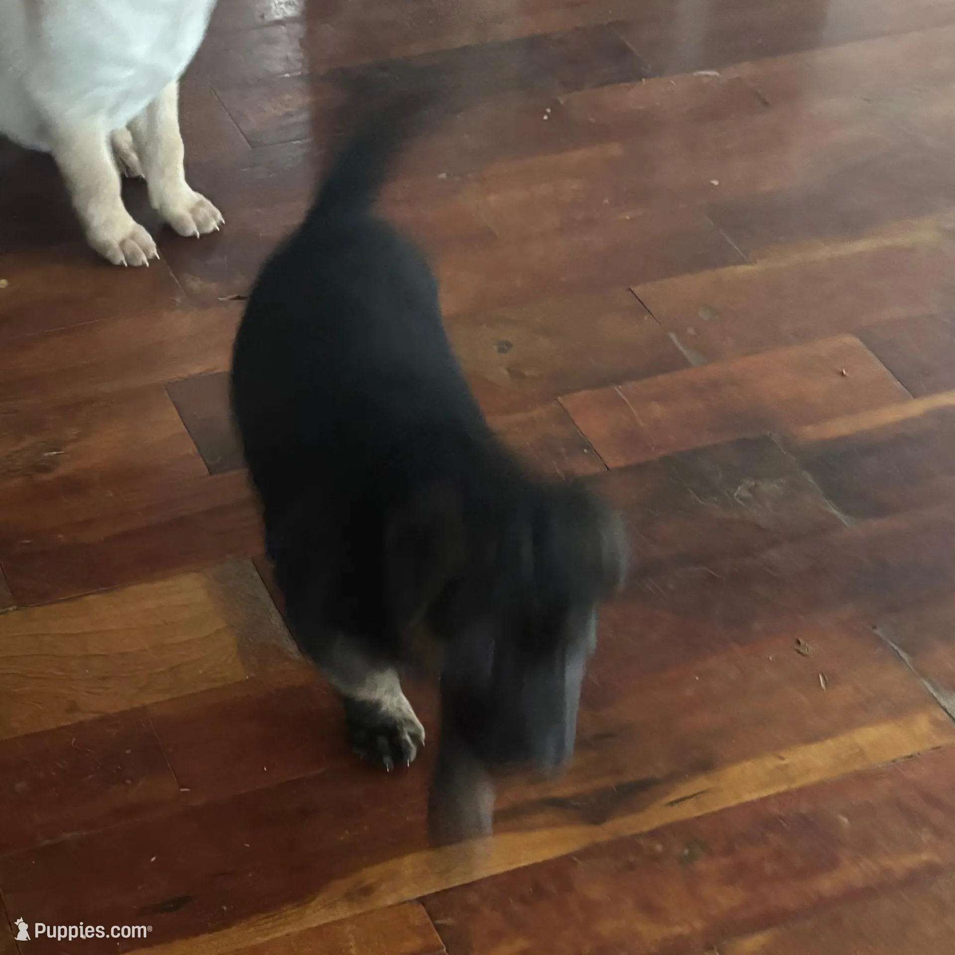 Bear, a male Chinese Shar-Pei and German Shepherd Dog for sale in Stockton, NY – Photo 2 of 2