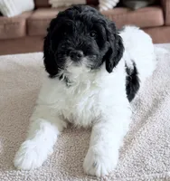 Binky, a female Miniature Goldendoodle for sale in Beach City, OH – 2 of 8