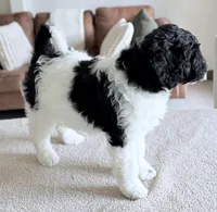 Binky, a female Miniature Goldendoodle for sale in Beach City, OH – 3 of 8