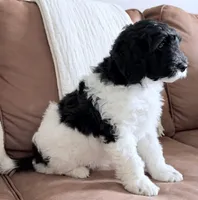 Binky, a female Miniature Goldendoodle for sale in Beach City, OH – 7 of 8