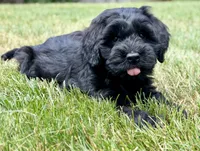Thumper , a male Miniature Goldendoodle for sale in Beach City, OH – 4 of 8