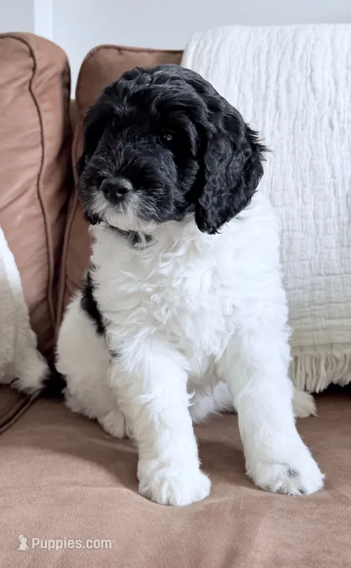 Binky – Miniature Goldendoodle puppy for sale in Beach City, OH
