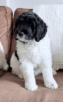 Binky, a female Miniature Goldendoodle for sale in Beach City, OH – 1 of 8