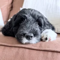 Binky, a female Miniature Goldendoodle for sale in Beach City, OH – 8 of 8