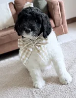 Binky, a female Miniature Goldendoodle for sale in Beach City, OH – 6 of 8
