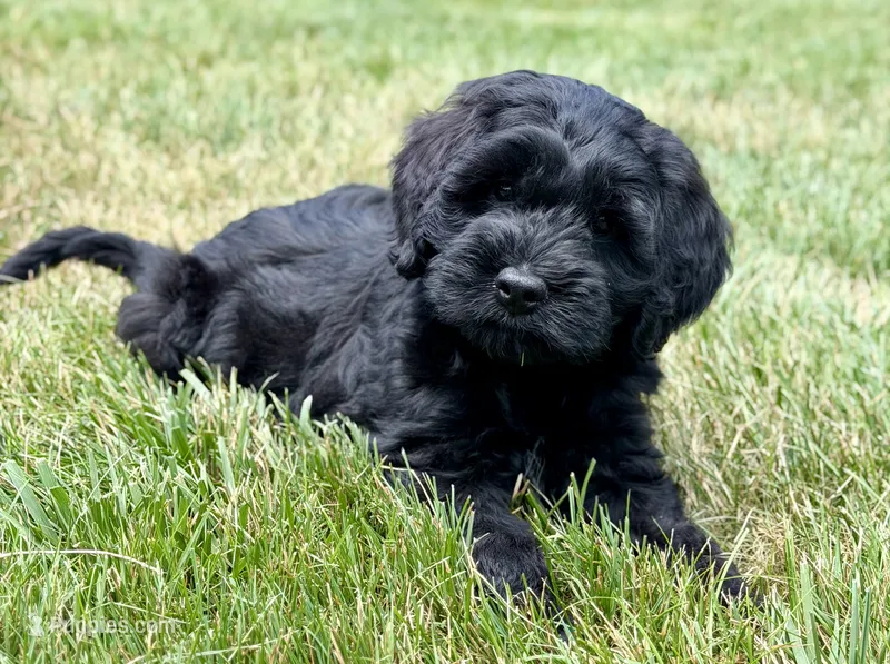 Thumper  – Miniature Goldendoodle puppy for sale in Beach City, OH