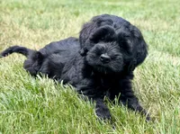 Thumper , a male Miniature Goldendoodle for sale in Beach City, OH – 1 of 8