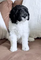 Binky, a female Miniature Goldendoodle for sale in Beach City, OH – 4 of 8