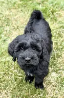 Thumper , a male Miniature Goldendoodle for sale in Beach City, OH – 6 of 8