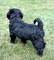 Thumper , a male Miniature Goldendoodle for sale in Beach City, OH – 7 of 8