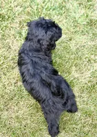 Thumper , a male Miniature Goldendoodle for sale in Beach City, OH – 8 of 8