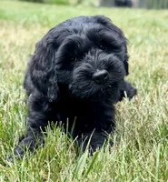 Thumper , a male Miniature Goldendoodle for sale in Beach City, OH – 5 of 8