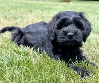 Thumper , a male Miniature Goldendoodle for sale in Beach City, OH – 2 of 8
