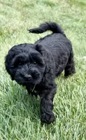 Thumper , a male Miniature Goldendoodle for sale in Beach City, OH – 3 of 8