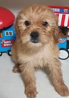 Girl pup 2, a female Maltipoo for sale in Pittsburgh, PA – 1 of 2