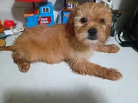 Girl pup 2, a female Maltipoo for sale in Pittsburgh, PA – 2 of 2