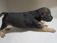 Boy pup #2, a male Maltipoo and Puggle for sale in Pittsburgh, PA – 2 of 2