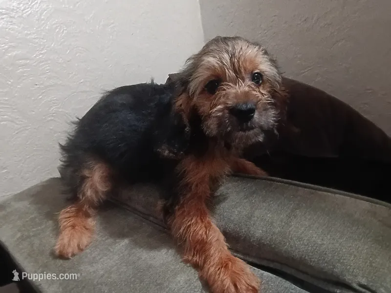 Maltipoo girl puppy – Maltipoo puppy for sale in Pittsburgh, PA