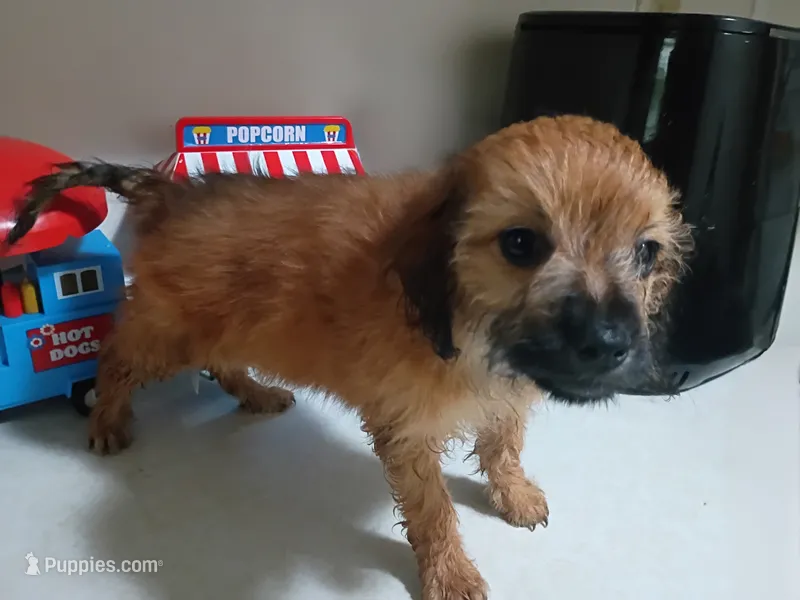 Girl pup 3 – Maltipoo puppy for sale in Pittsburgh, PA
