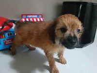 Girl pup 3, a female Maltipoo for sale in Pittsburgh, PA – 1 of 2