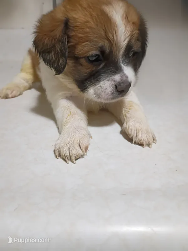 Girl pup 1# – Maltipoo, Puggle puppy for sale in Pittsburgh, PA
