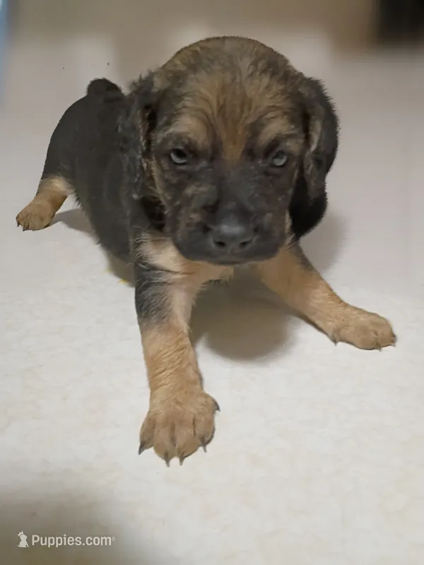 Boy pup #2 – Maltipoo, Puggle puppy for sale in Pittsburgh, PA