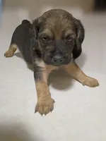 Boy pup #2, a male Maltipoo and Puggle for sale in Pittsburgh, PA – 1 of 2