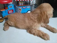 Boy pup 1, a male Maltipoo for sale in Pittsburgh, PA – 2 of 2