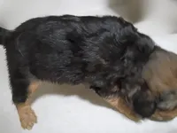 Girl pup #2, a female Maltipoo and Puggle for sale in Pittsburgh, PA – 2 of 2
