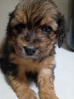 Girl pup #2, a female Maltipoo and Puggle for sale in Pittsburgh, PA – 1 of 2