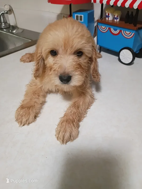 Boy pup 1 – Maltipoo puppy for sale in Pittsburgh, PA