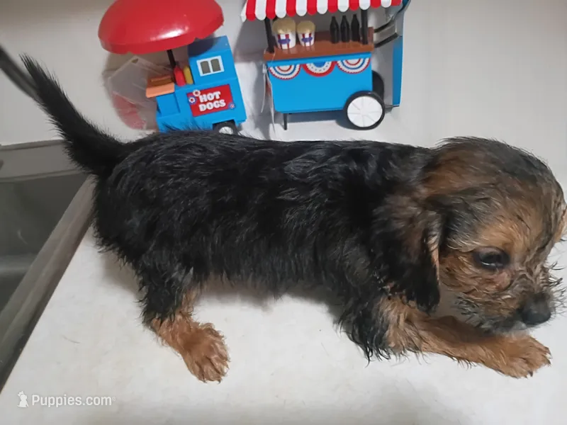 Girl pup 1 – Maltipoo puppy for sale in Pittsburgh, PA