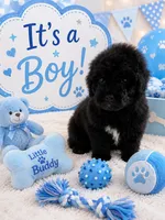 Panther, a male Poodle - Toy  for sale in Coral Gables, FL – 2 of 2