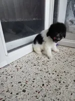 NALA , a female Poodle - Toy  for sale in Miami, FL – 3 of 3