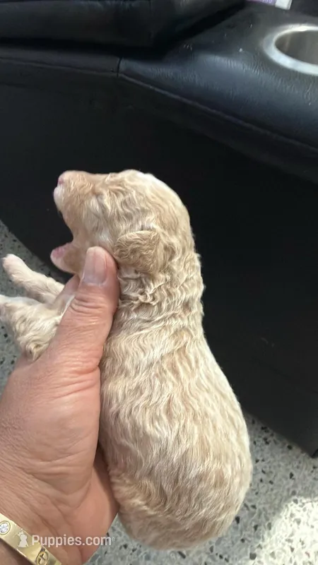 Candy  – Poodle - Toy  puppy for sale in Miami, FL