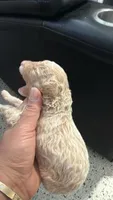 Candy , a female Poodle - Toy  for sale in Miami, FL – 1 of 1