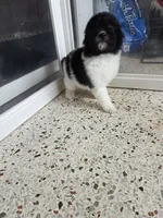 NALA , a female Poodle - Toy  for sale in Miami, FL – 2 of 3