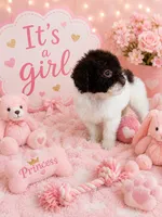 Bella, a female Poodle - Toy  for sale in Coral Gables, FL – 2 of 2